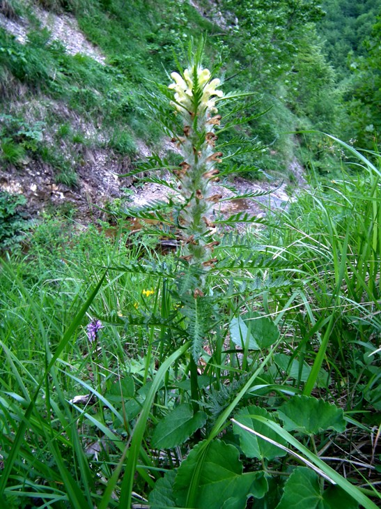 Pedicularis sp