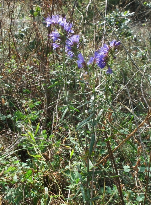 Lamiaceae aromatiche a Monte Morrone (Abruzzo)