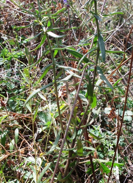 Lamiaceae aromatiche a Monte Morrone (Abruzzo)