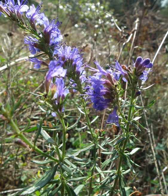 Lamiaceae aromatiche a Monte Morrone (Abruzzo)