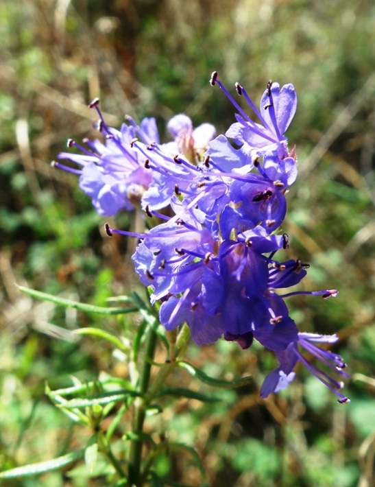 Lamiaceae aromatiche a Monte Morrone (Abruzzo)