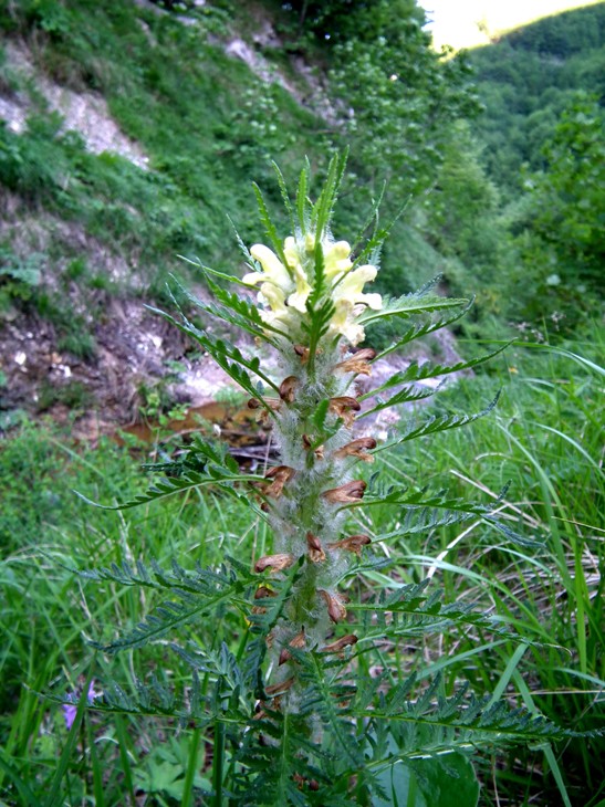 Pedicularis sp