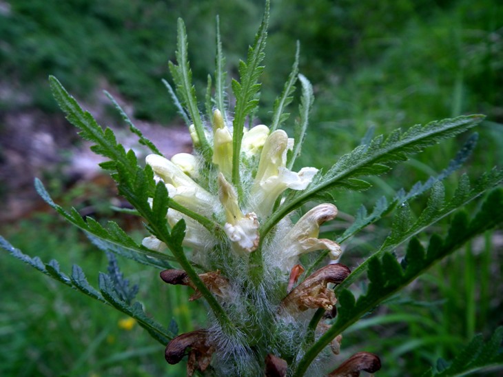 Pedicularis sp