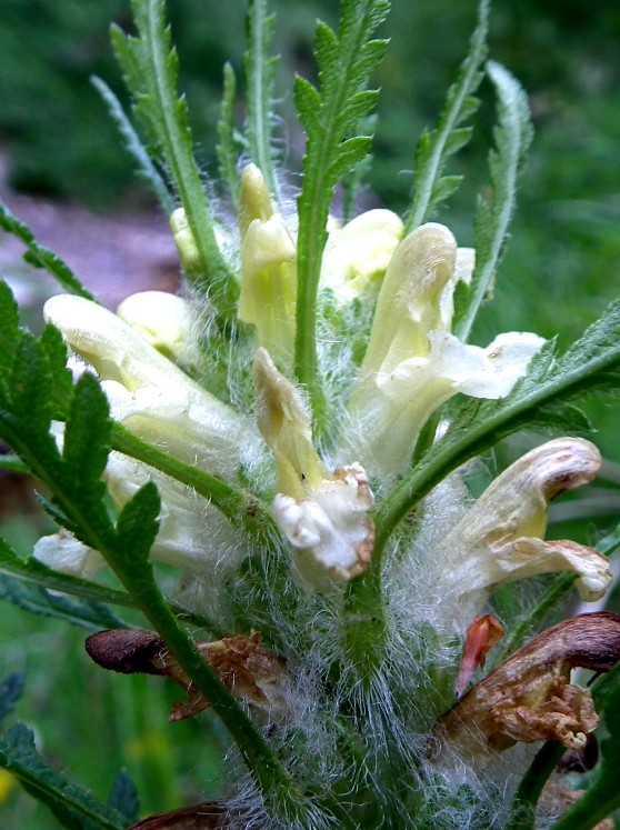 Pedicularis sp