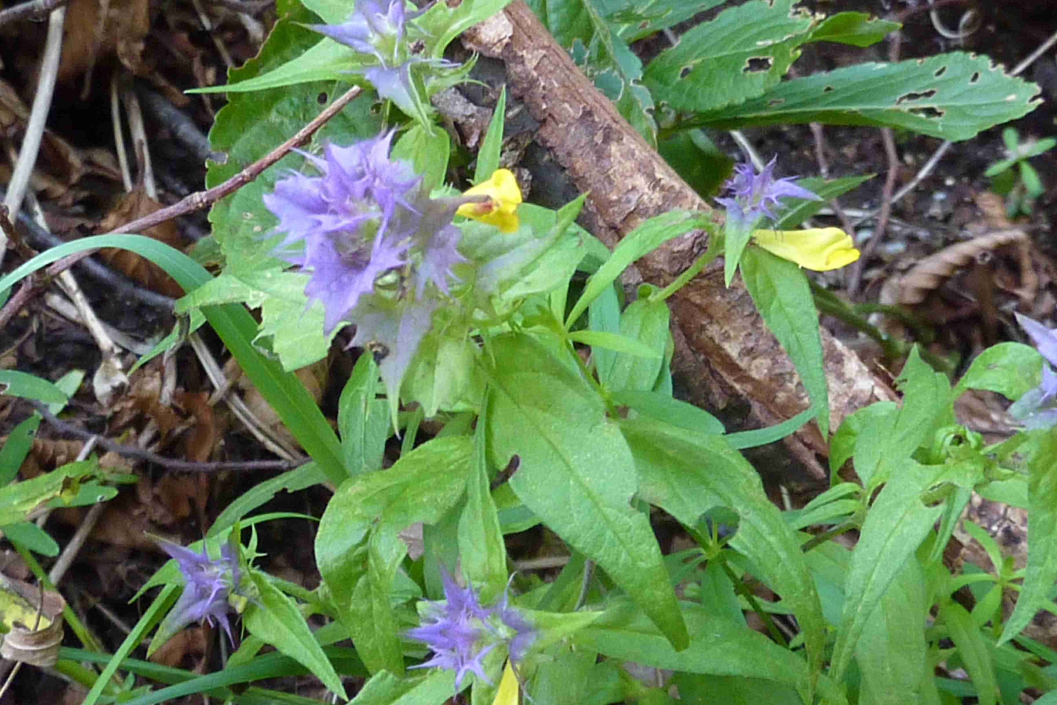 Melampyrum sp.