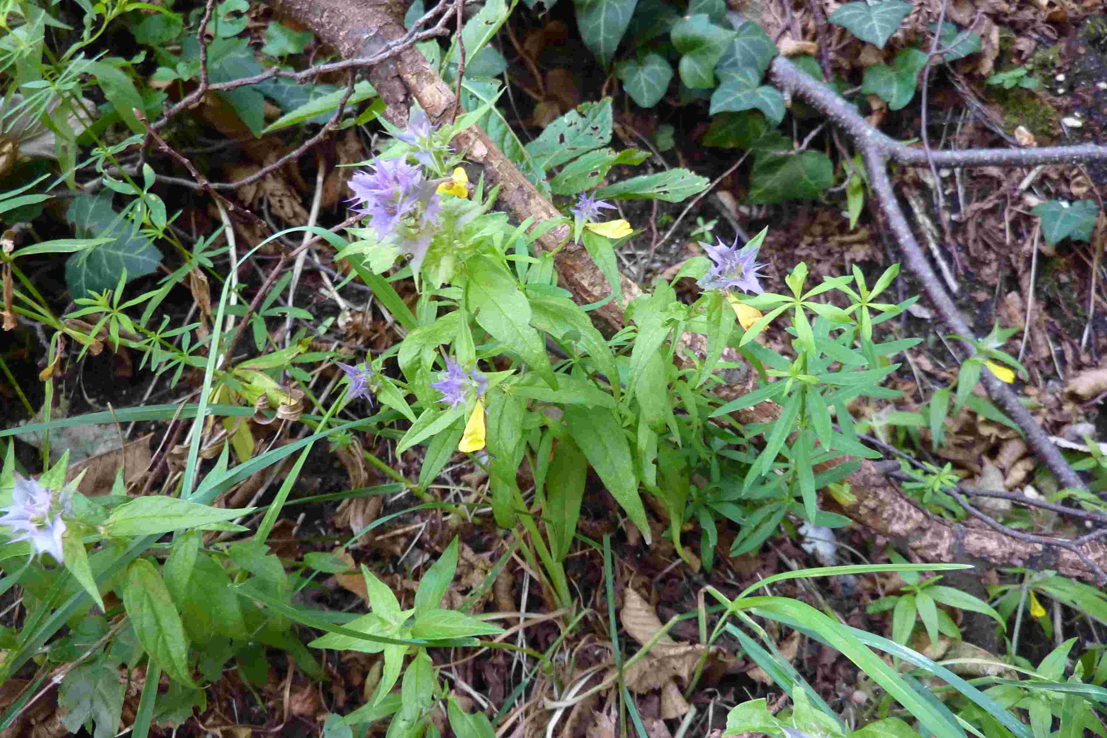 Melampyrum sp.