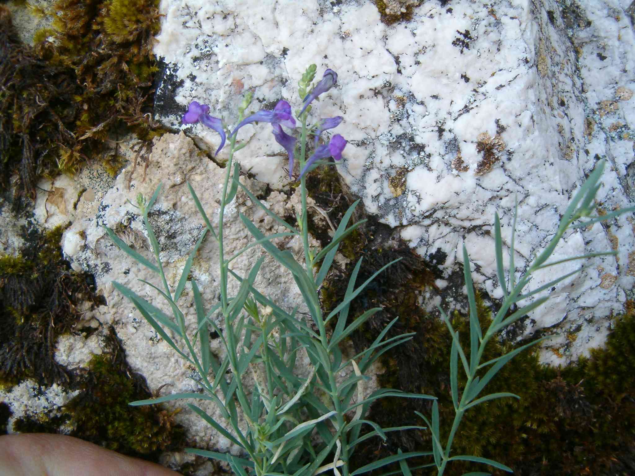 Linaria purpurea