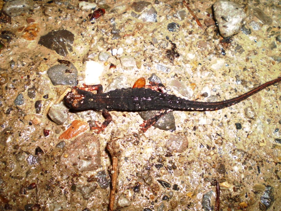 Le salamandrine di Pigelleto