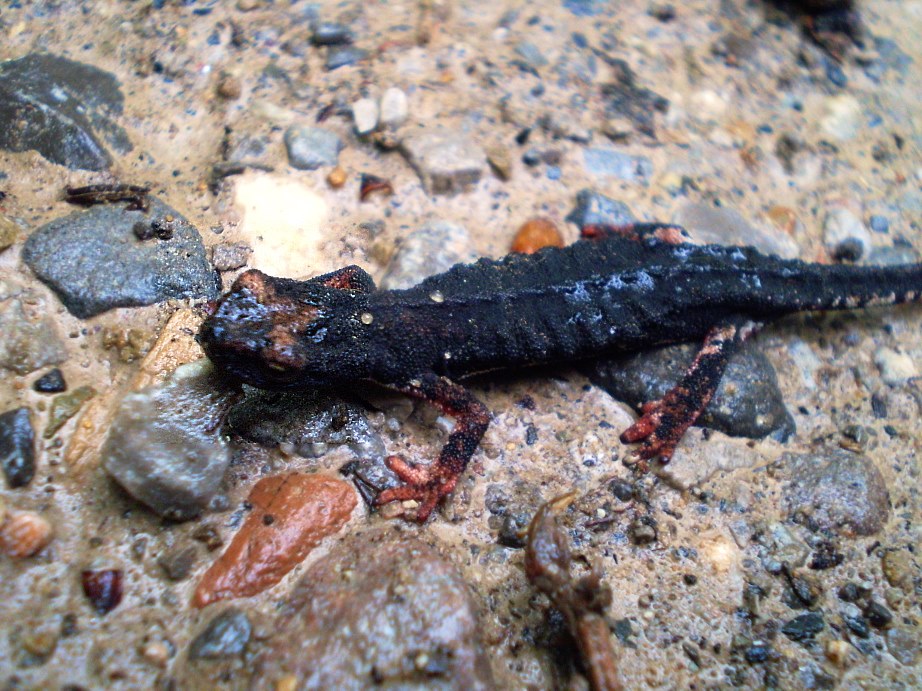 Le salamandrine di Pigelleto