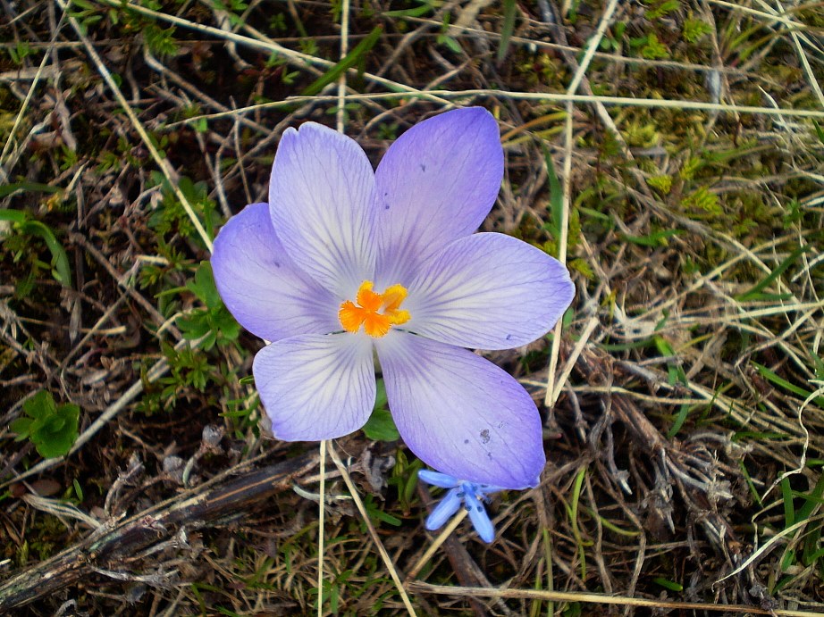 Crocus del gran Sasso