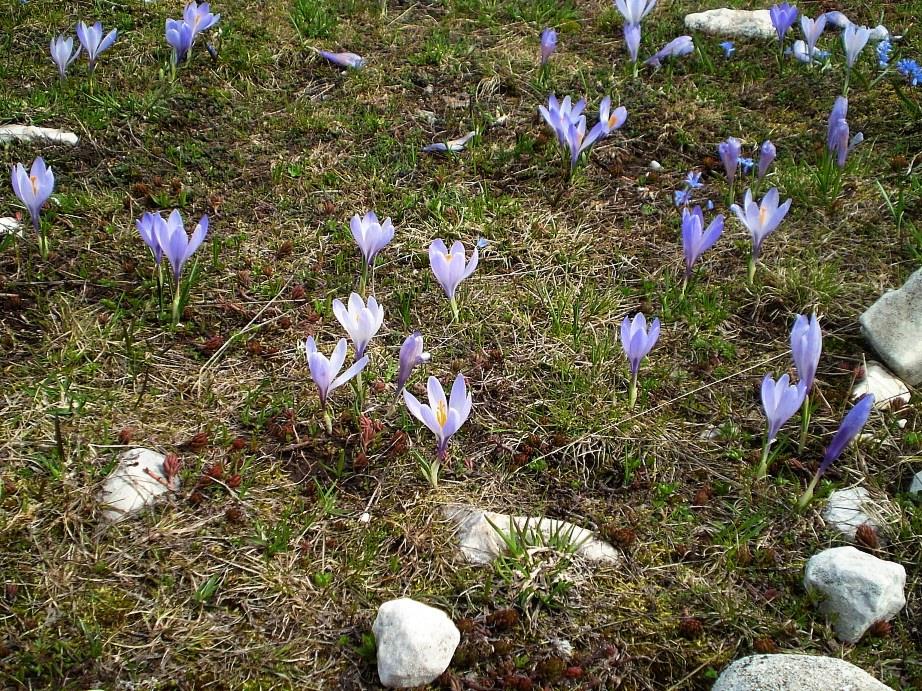 Crocus del gran Sasso