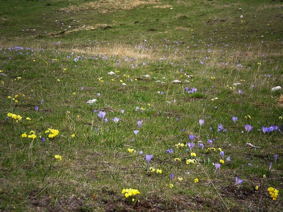 Crocus del gran Sasso