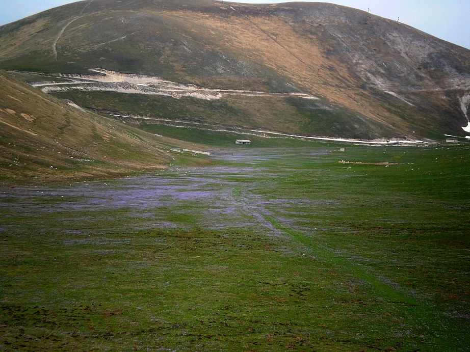 Crocus del gran Sasso