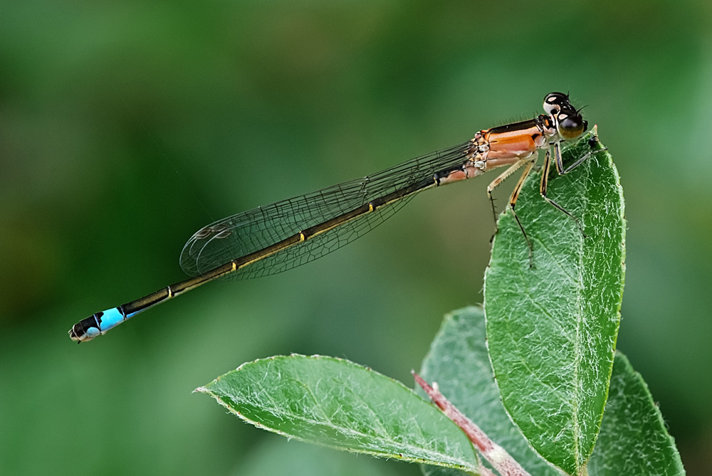 Identificazione damigella - Ischnura elegans (f. rufescens)