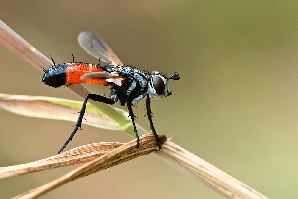 Cylindromyia sp. (Tachinidae)