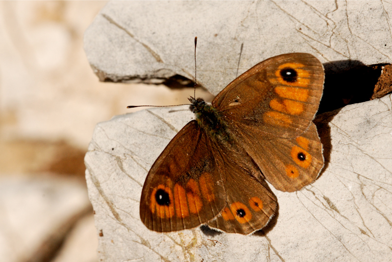 Identificazione farfalla - Lasiommata maera