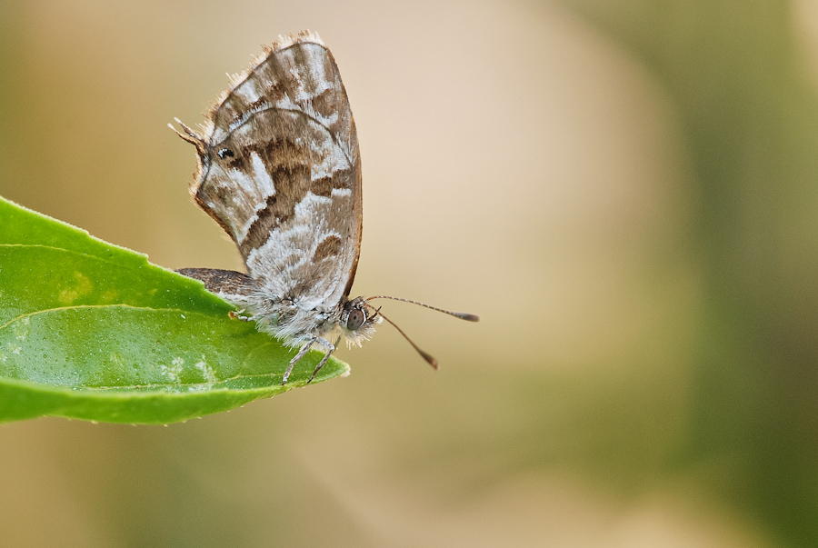 Identificazione licenide