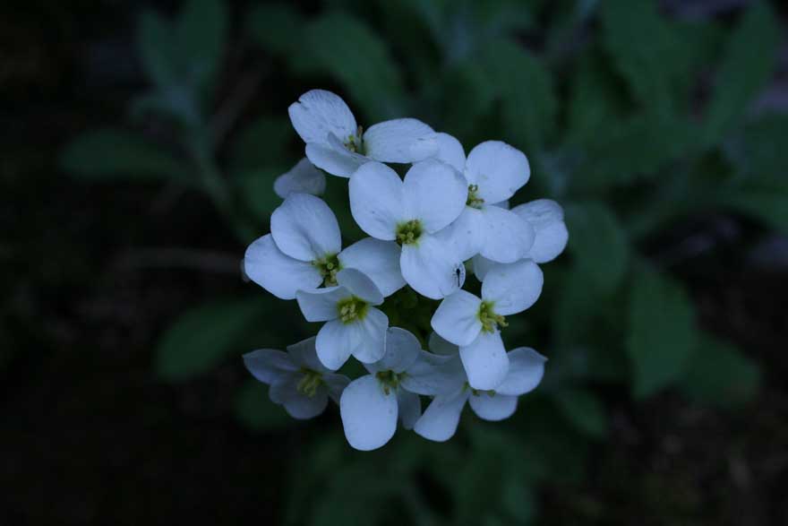 Arabis collina ?