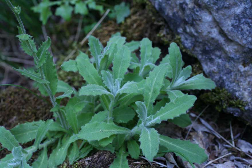 Arabis collina ?