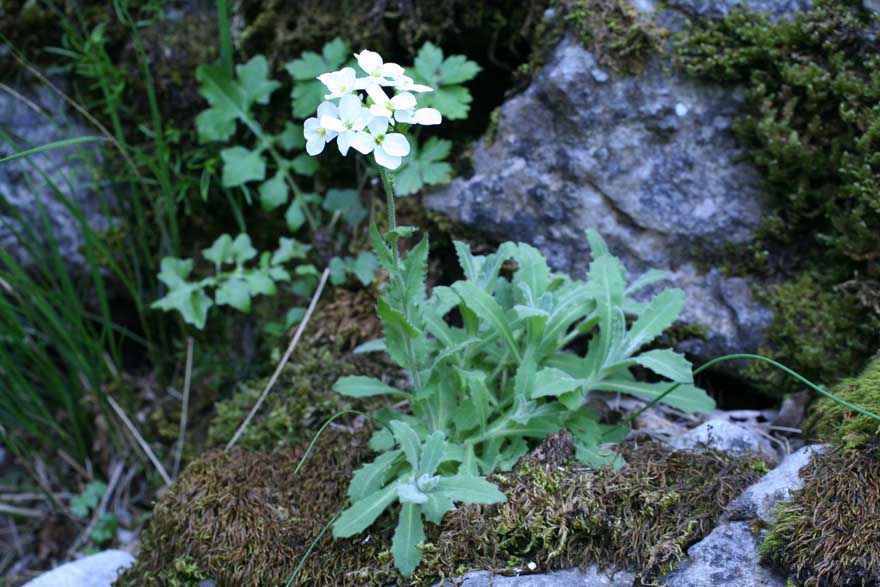 Arabis collina ?