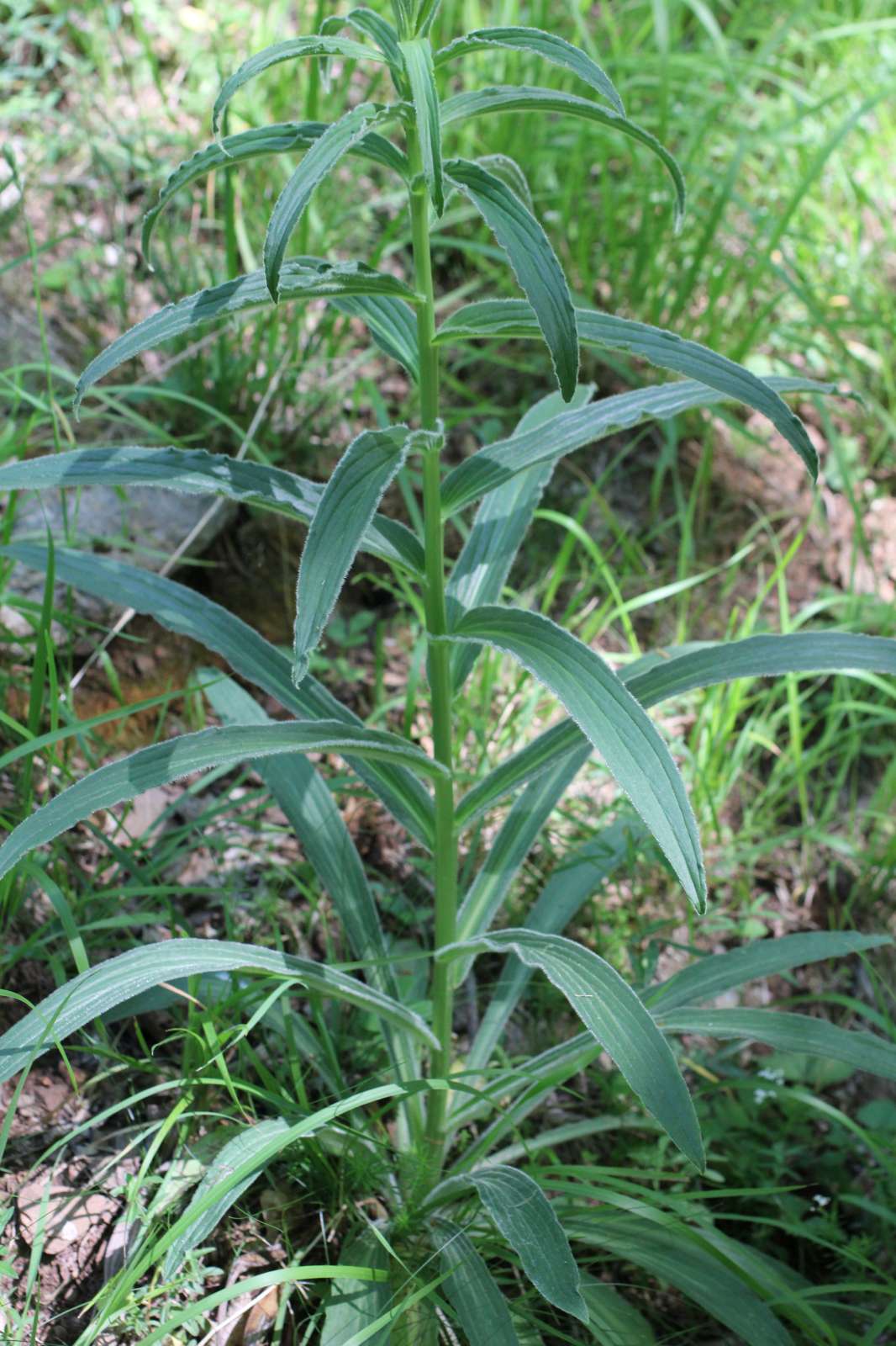 Digitalis ferruginea e  Digitalis micrantha (=D.lutea subsp. australis )