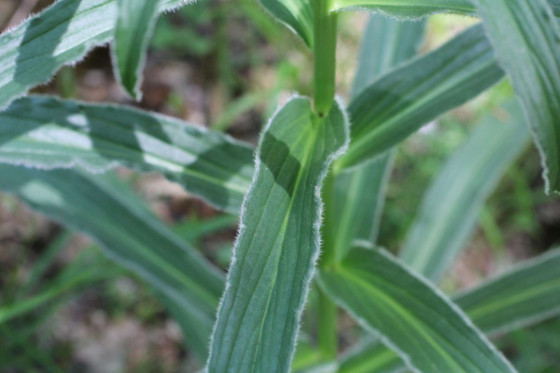 Digitalis ferruginea e  Digitalis micrantha (=D.lutea subsp. australis )