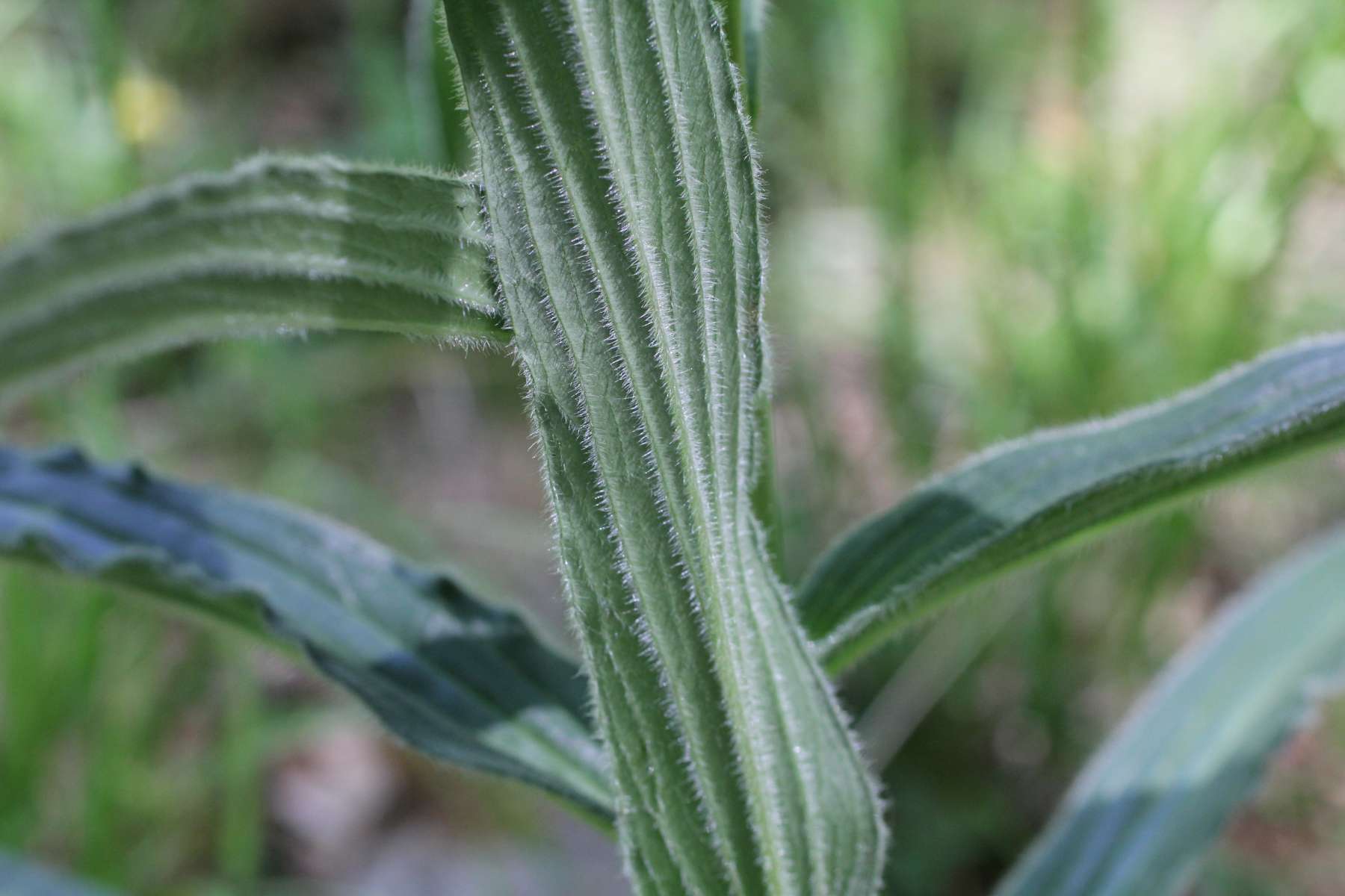 Digitalis ferruginea e  Digitalis micrantha (=D.lutea subsp. australis )