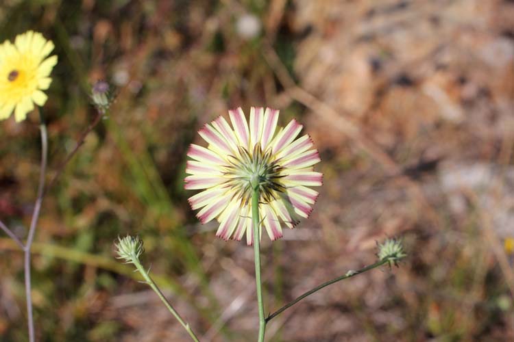 Tolpis umbellata / Radicchio ombrellato