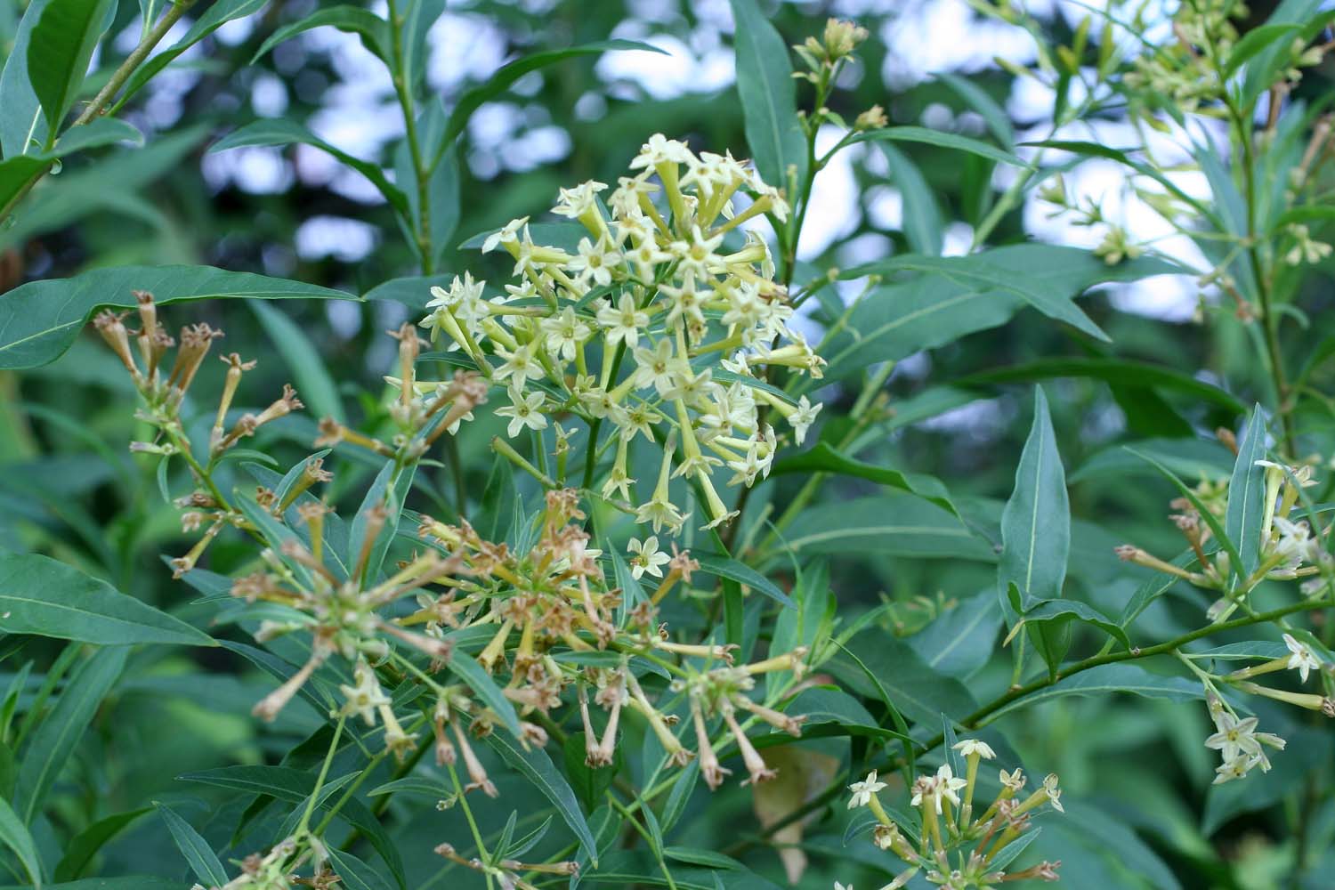 Cestrum parqui / Cestro