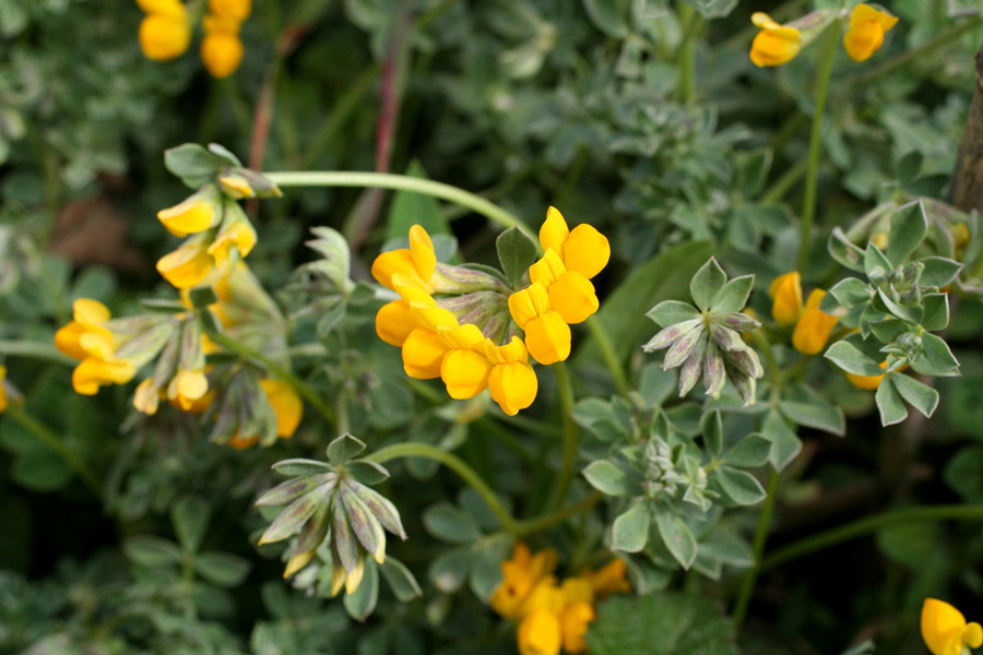 Lotus cytisoides L.