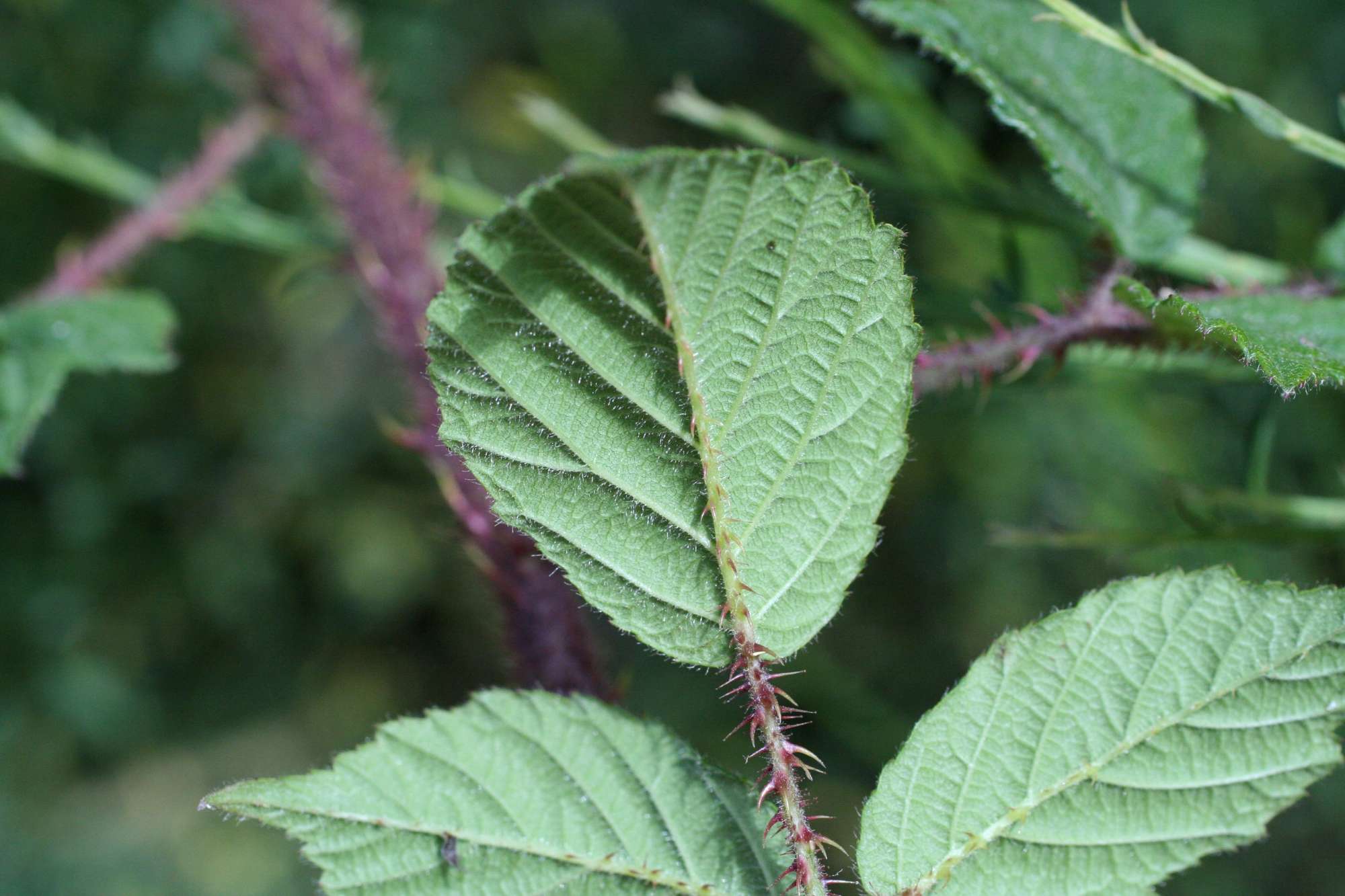 Rubus hirtus ?