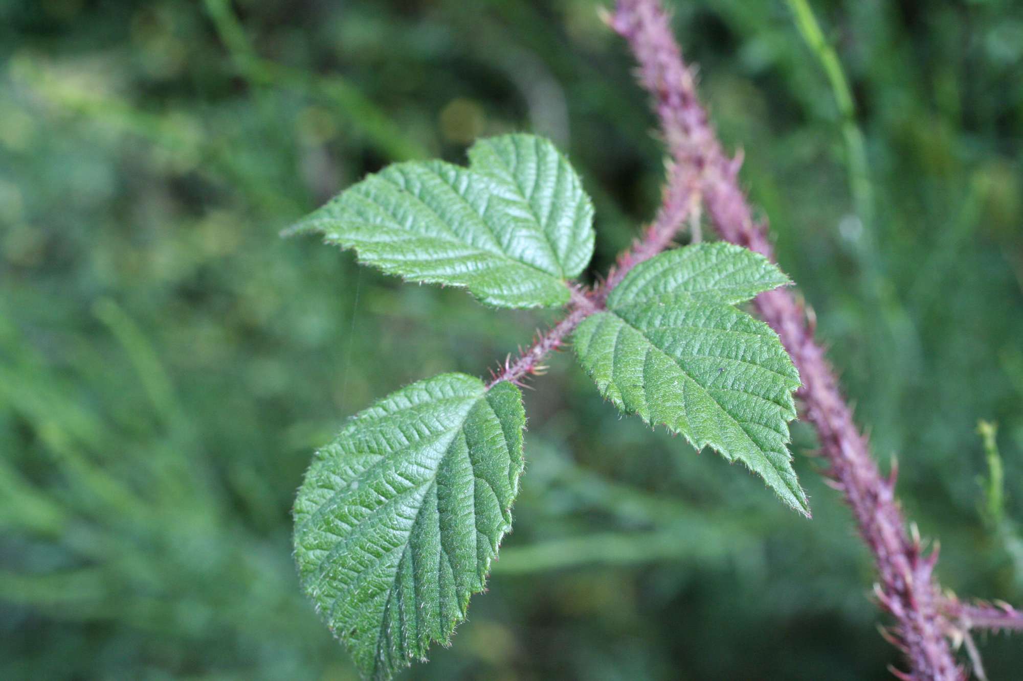 Rubus hirtus ?