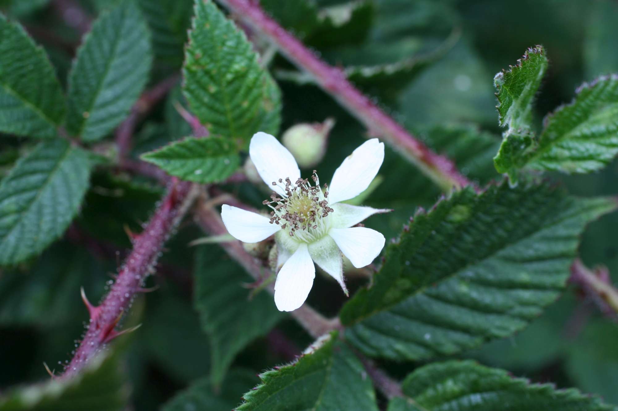 Rubus hirtus ?