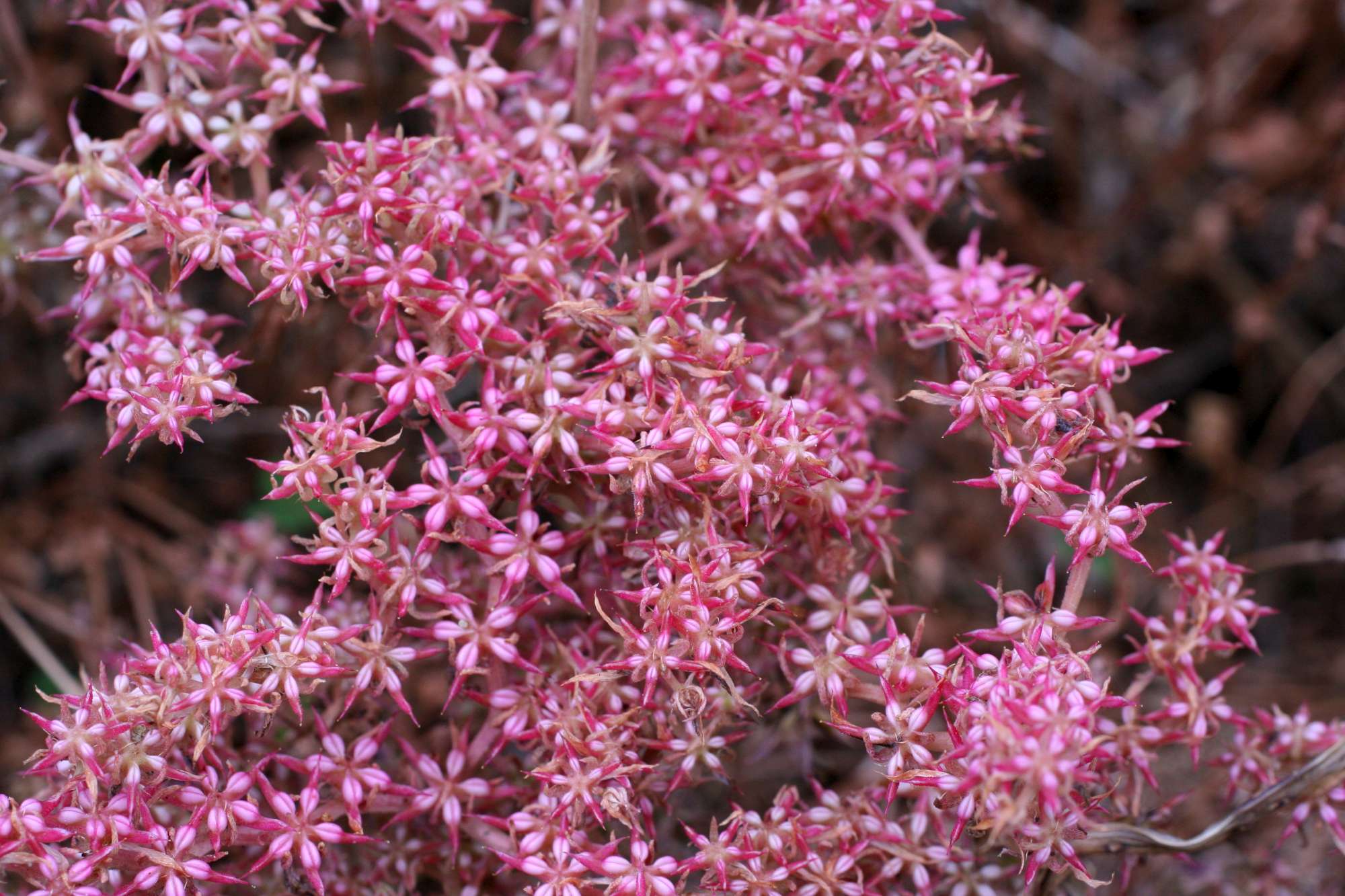 Phedimus stellatus / Borracina spinosa