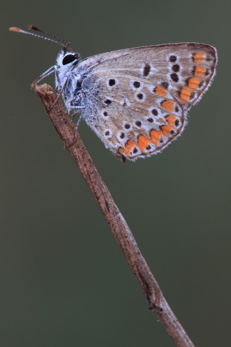 identificazione farfalle