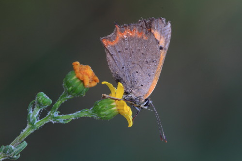 identificazione farfalle