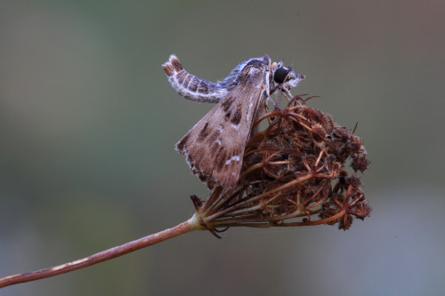 identificazione farfalle