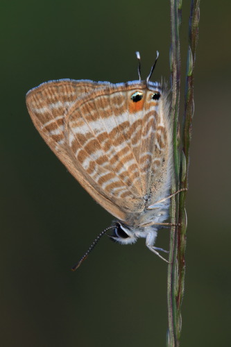 identificazione farfalle