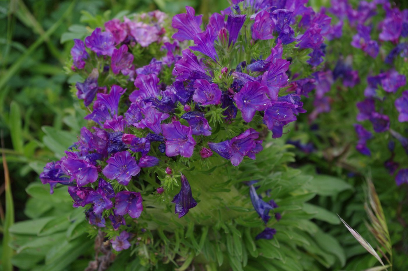 Fasciazione su Echium