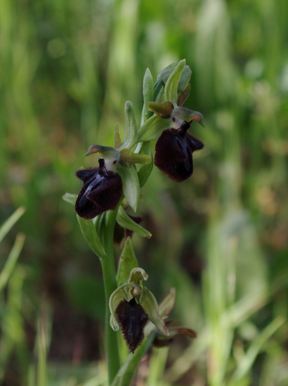 Ophris Sphegdoes? Iglesiente