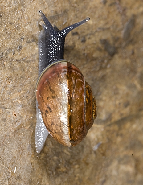 Chiocchiole delle caverne inglese