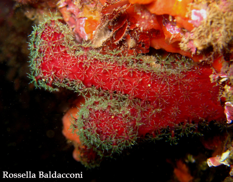 alcionario Alcyonium palmatum