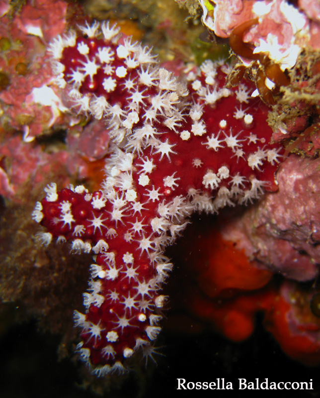 alcionario Alcyonium palmatum