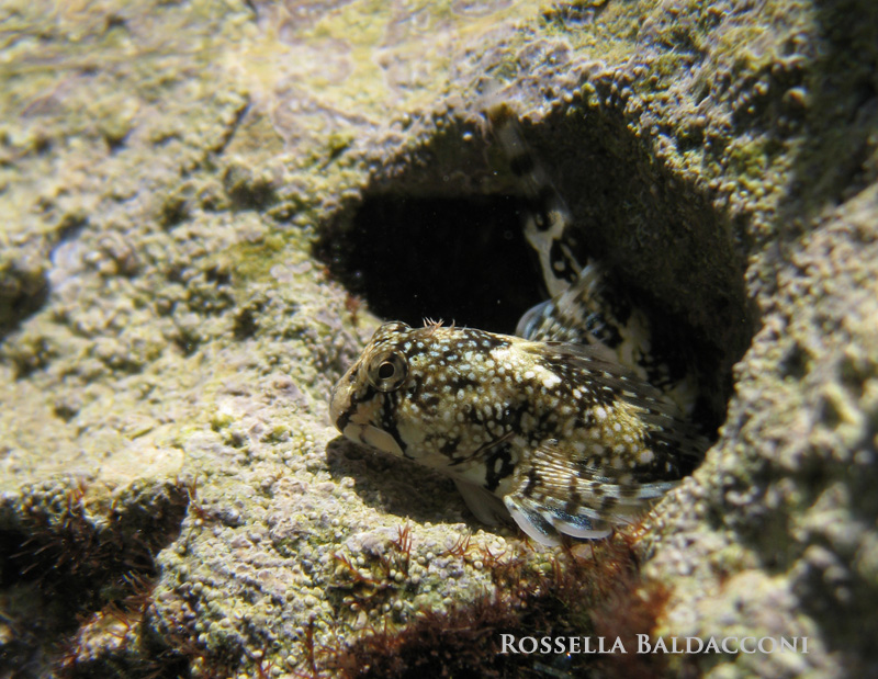 Bavosa galletto (Coryphoblennius galerita)