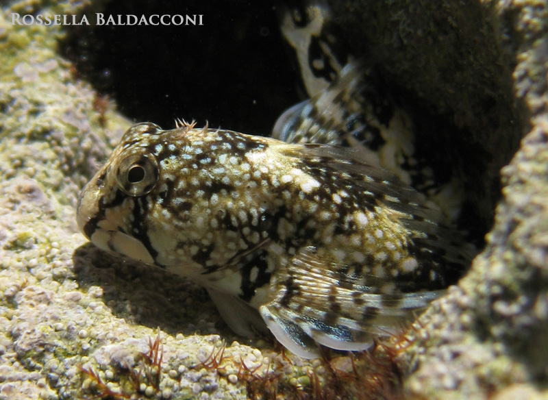 Bavosa galletto (Coryphoblennius galerita)