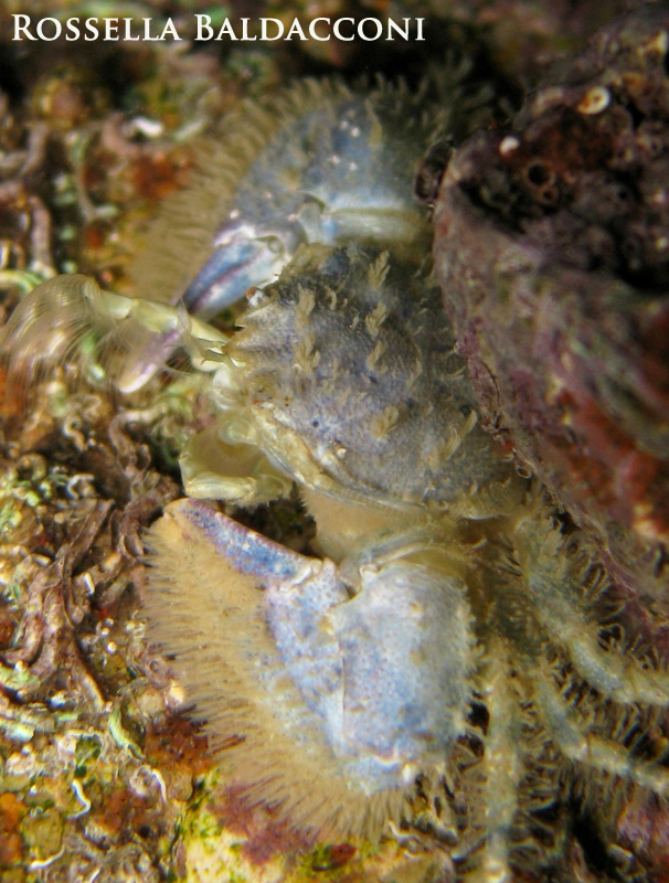 Porcellana platycheles