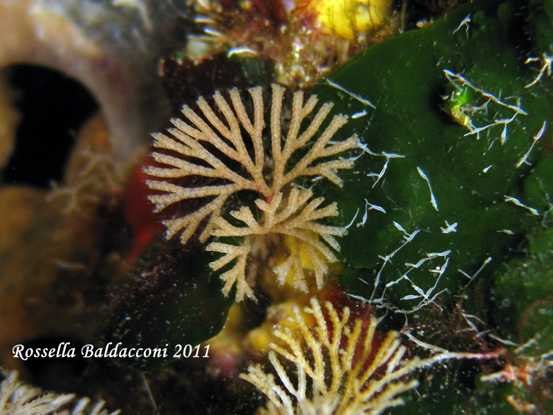 Bugula spp. e Scrupocellaria reptans