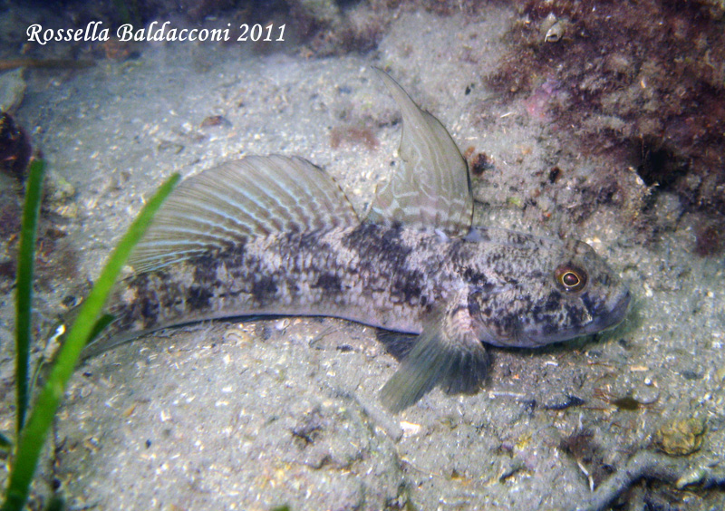 Gobius niger