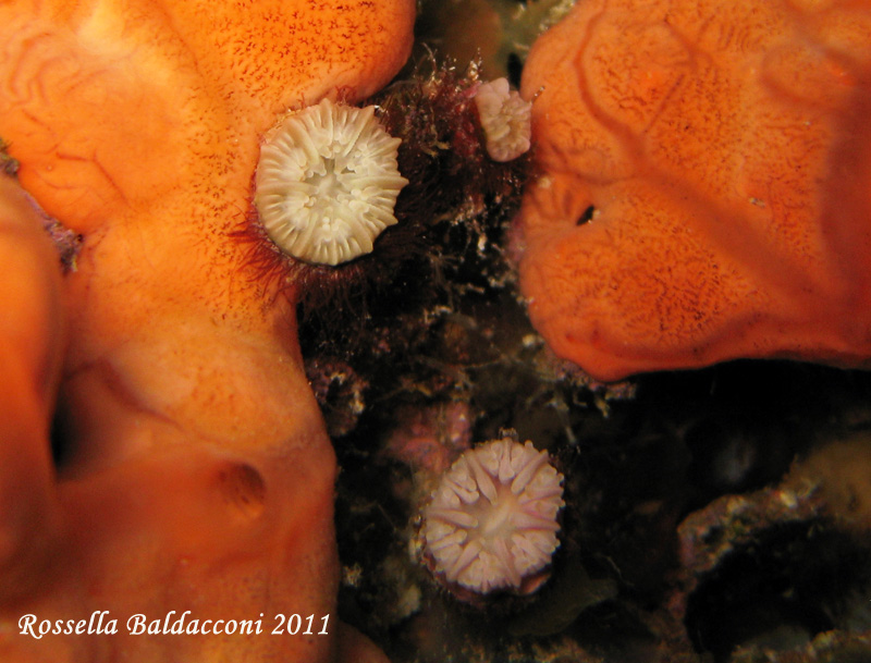 Caryophyllia sp.