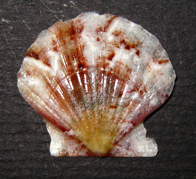 Pectinidae